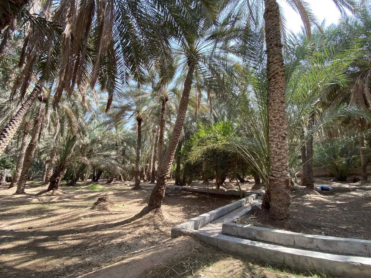Dates farm 